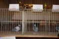 /album/fotogaleria-oblastna-vystava-radzovce-2018/dsc-0105-jpg/